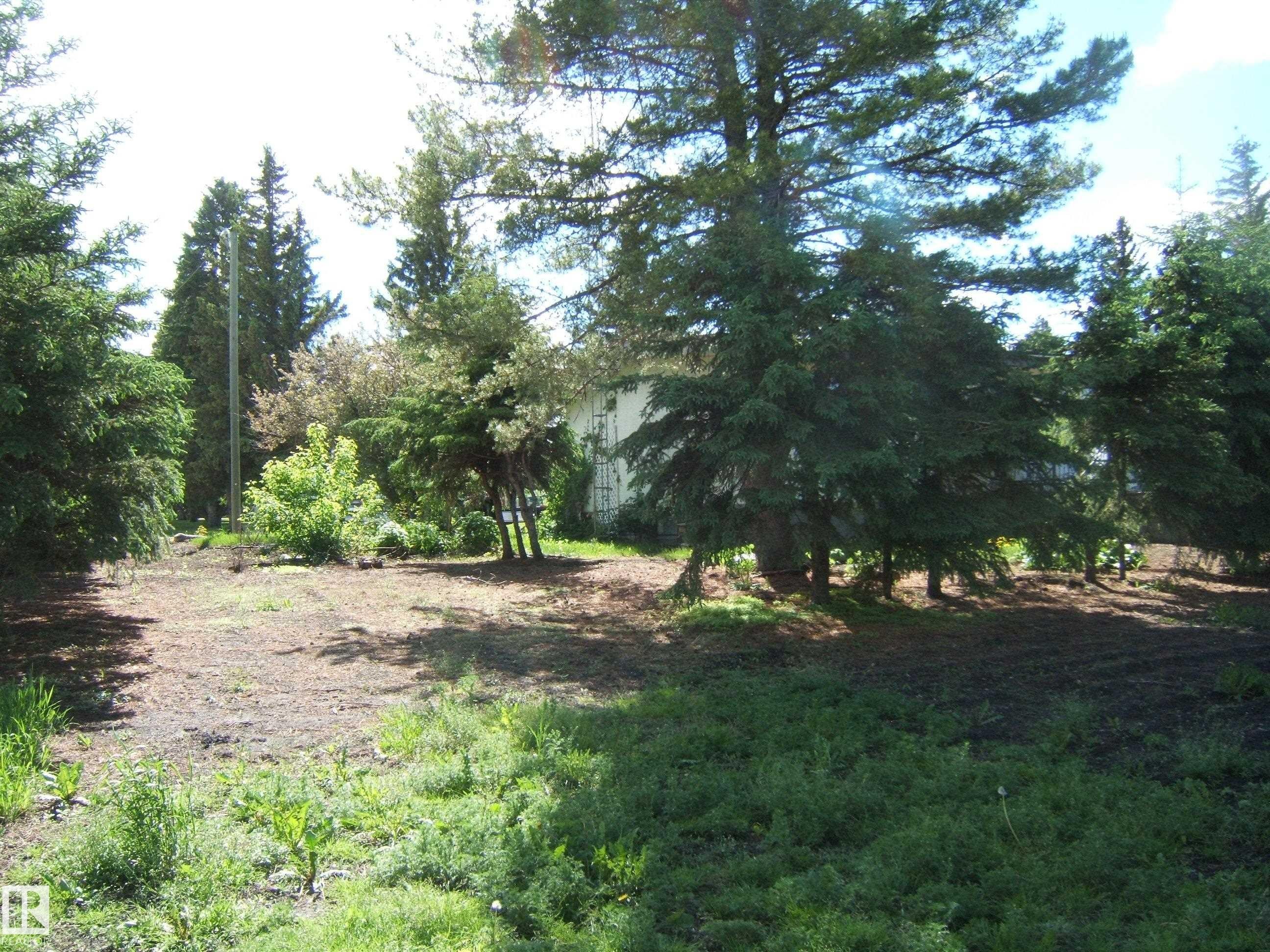 Expansive parcel featuring mature evergreen trees and varied foliage - 4910 53 Avenue, Willingdon, AB