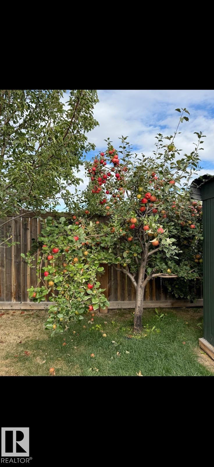 View of fenced backyard - 1965 118 Street, Edmonton, AB - Outdoor