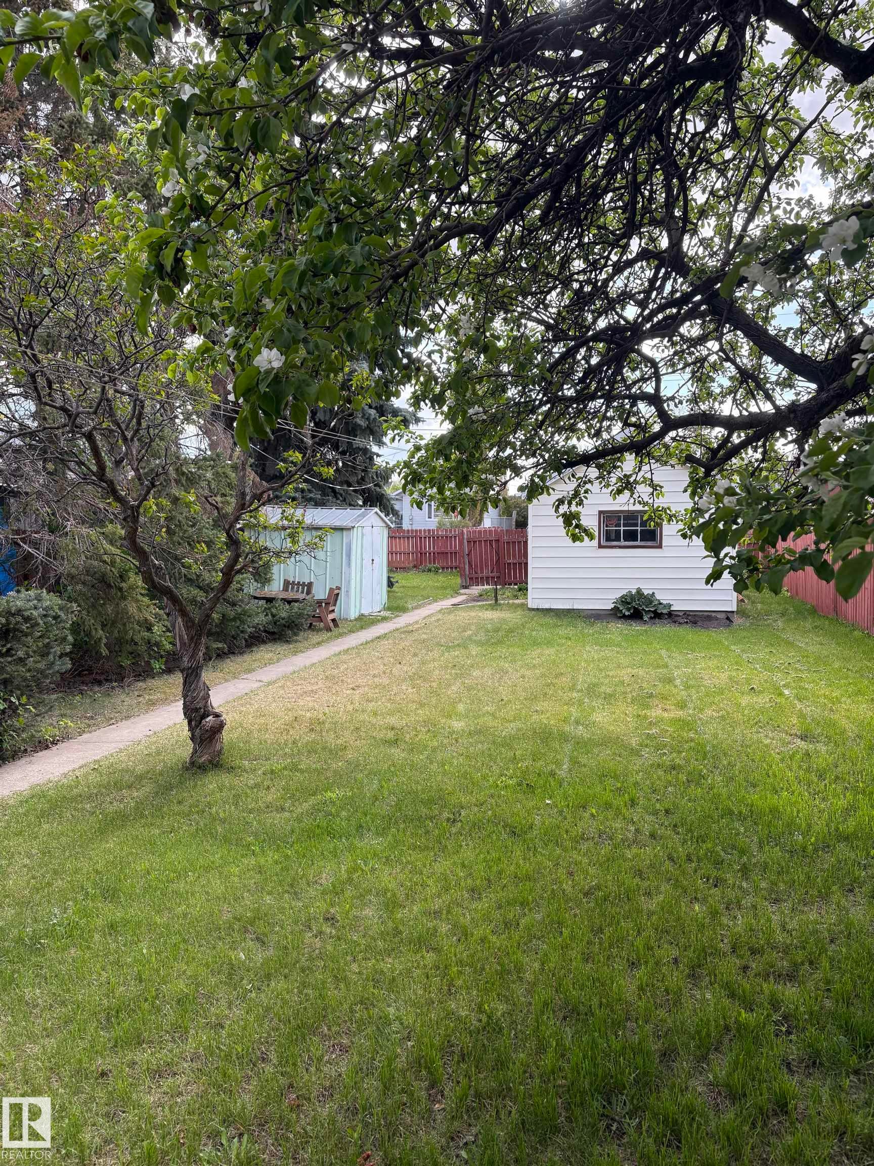 Expansive rear yard featuring a concrete pathway, a detached white outbuilding, and a light blue storage shed - 10916 151 Street, Edmonton, AB - Outdoor