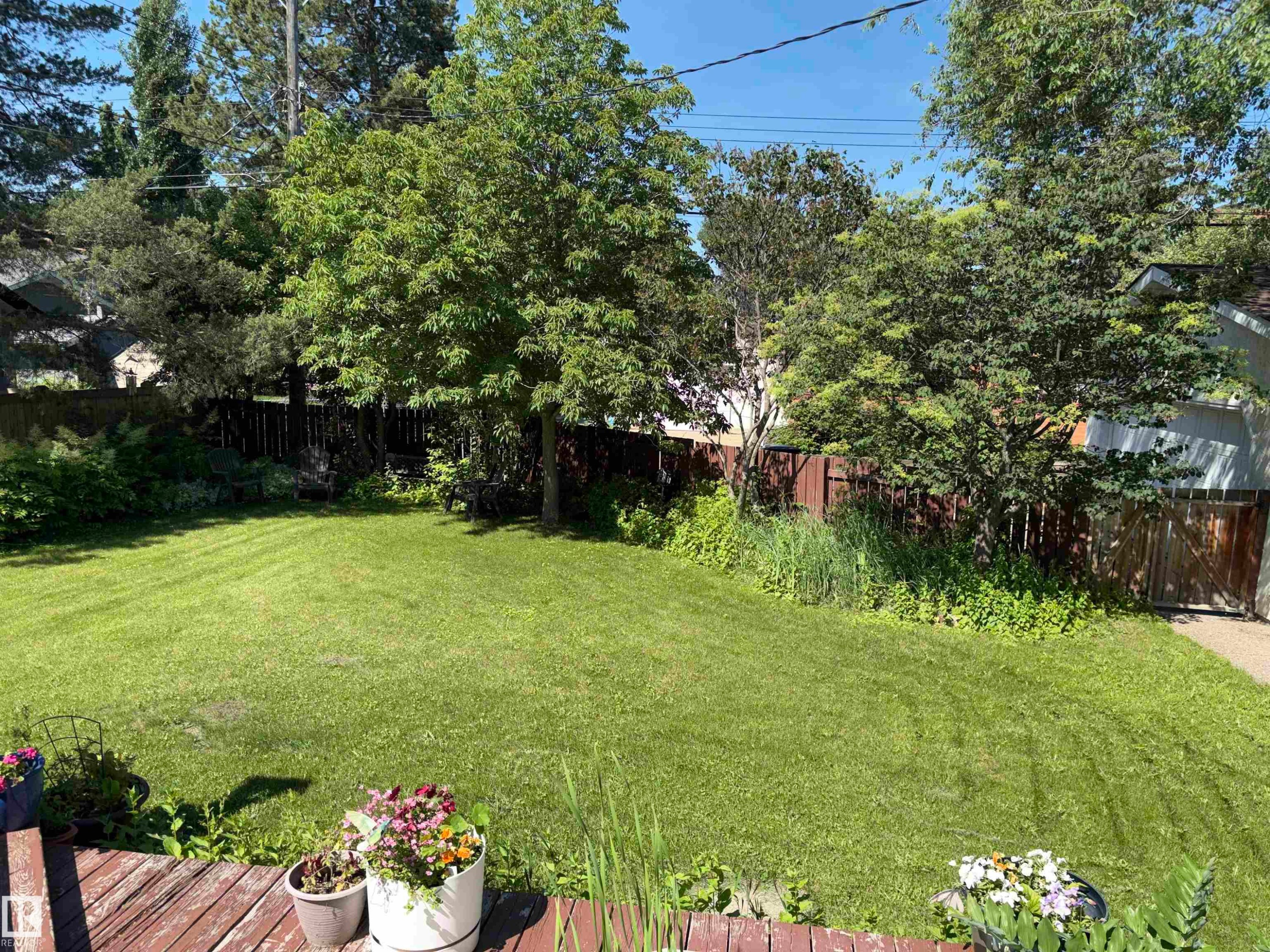 Expansive green lawn with established perimeter fencing, mature trees, and a wooden deck - 8812 146 Street, Edmonton, AB