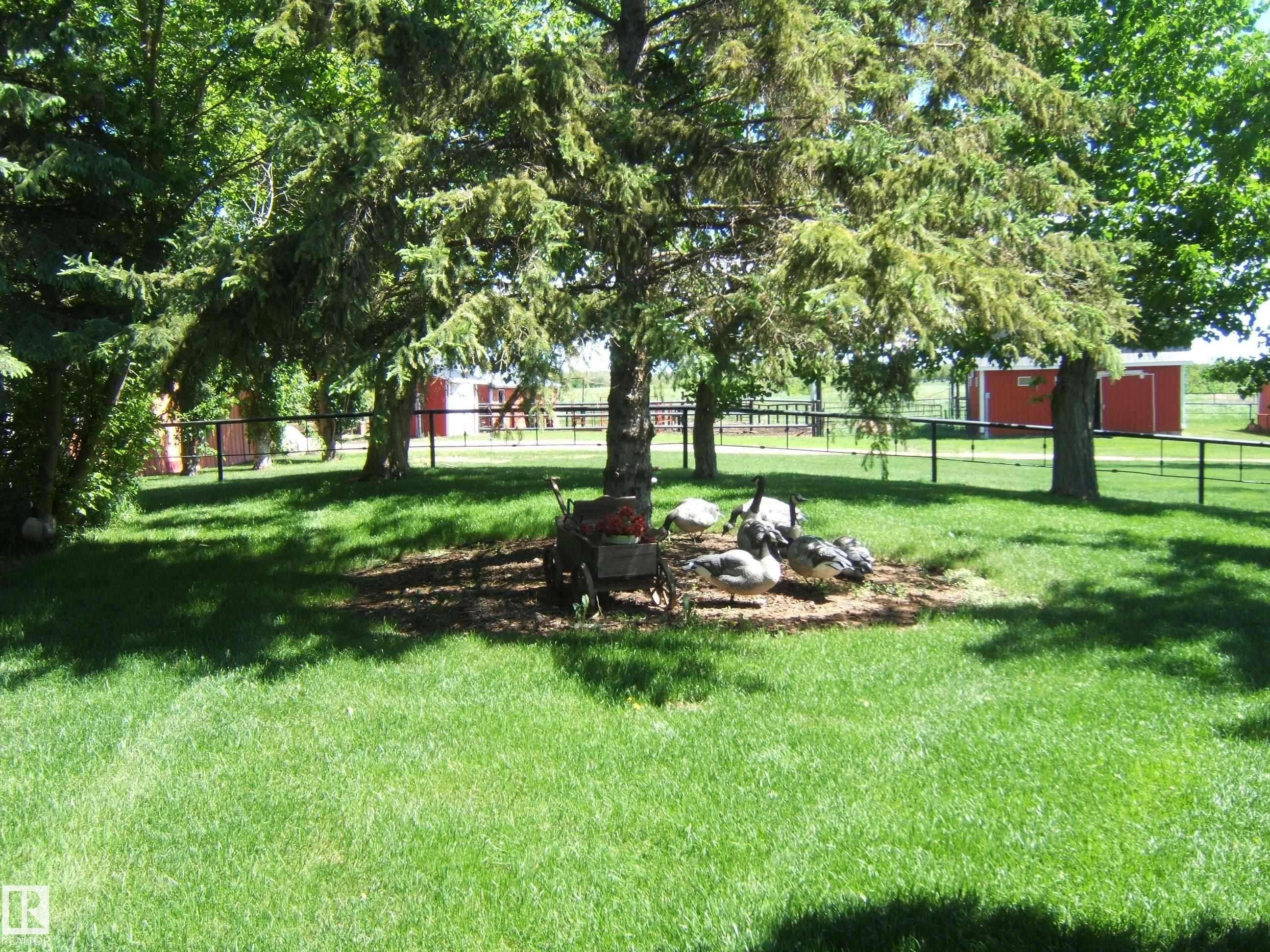 Expansive lawn area featuring mature trees providing natural shade - 123064 Hwy 45, Rural Two Hills County, AB