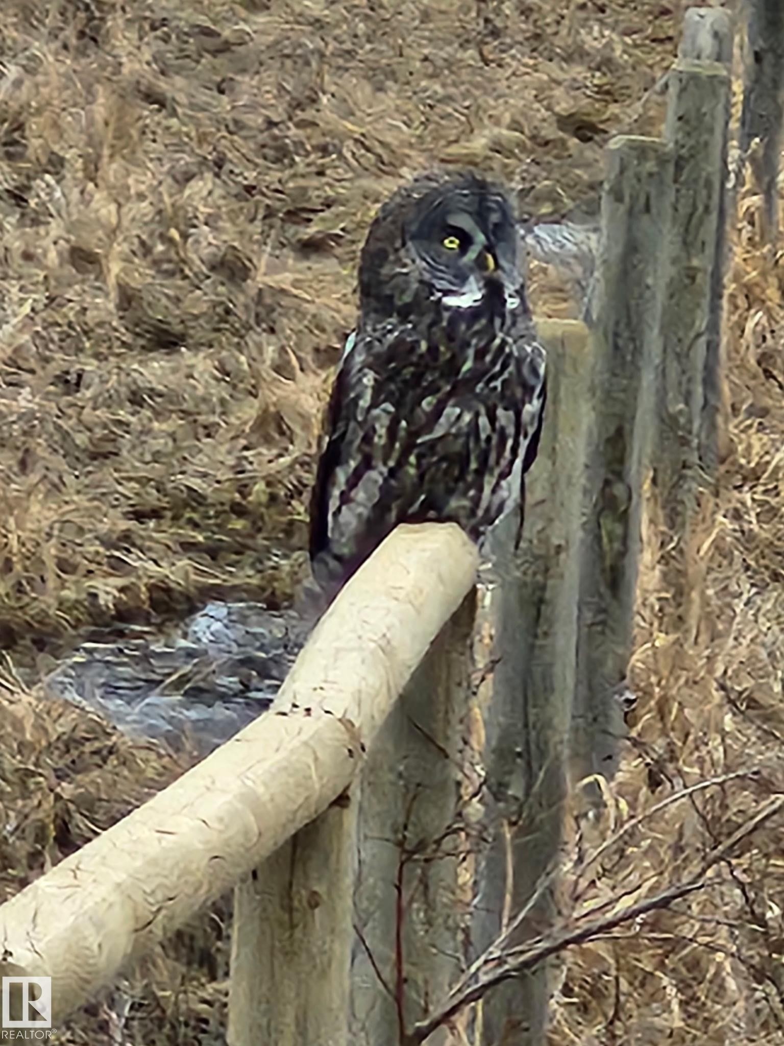 Area is known for Great Gray Owls along with moose, deer and other wildlife - 58513 Range Road 231, Rural Thorhild County, AB - Outdoor With View