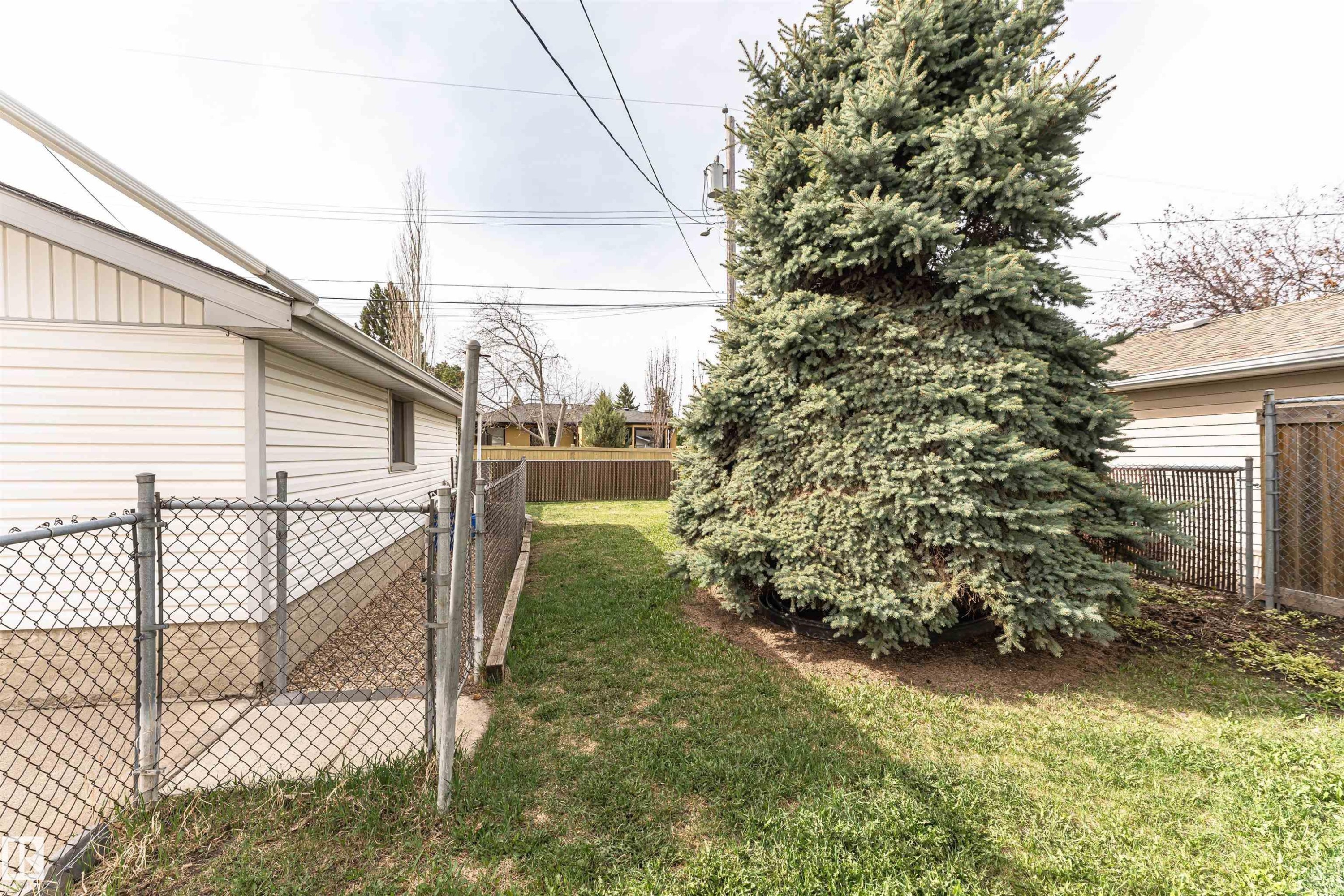 Spacious side yard featuring mature evergreen trees, a chain-link perimeter fence, and a grassy area - 11423 50 Avenue, Edmonton, AB - Outdoor With Deck Patio Veranda