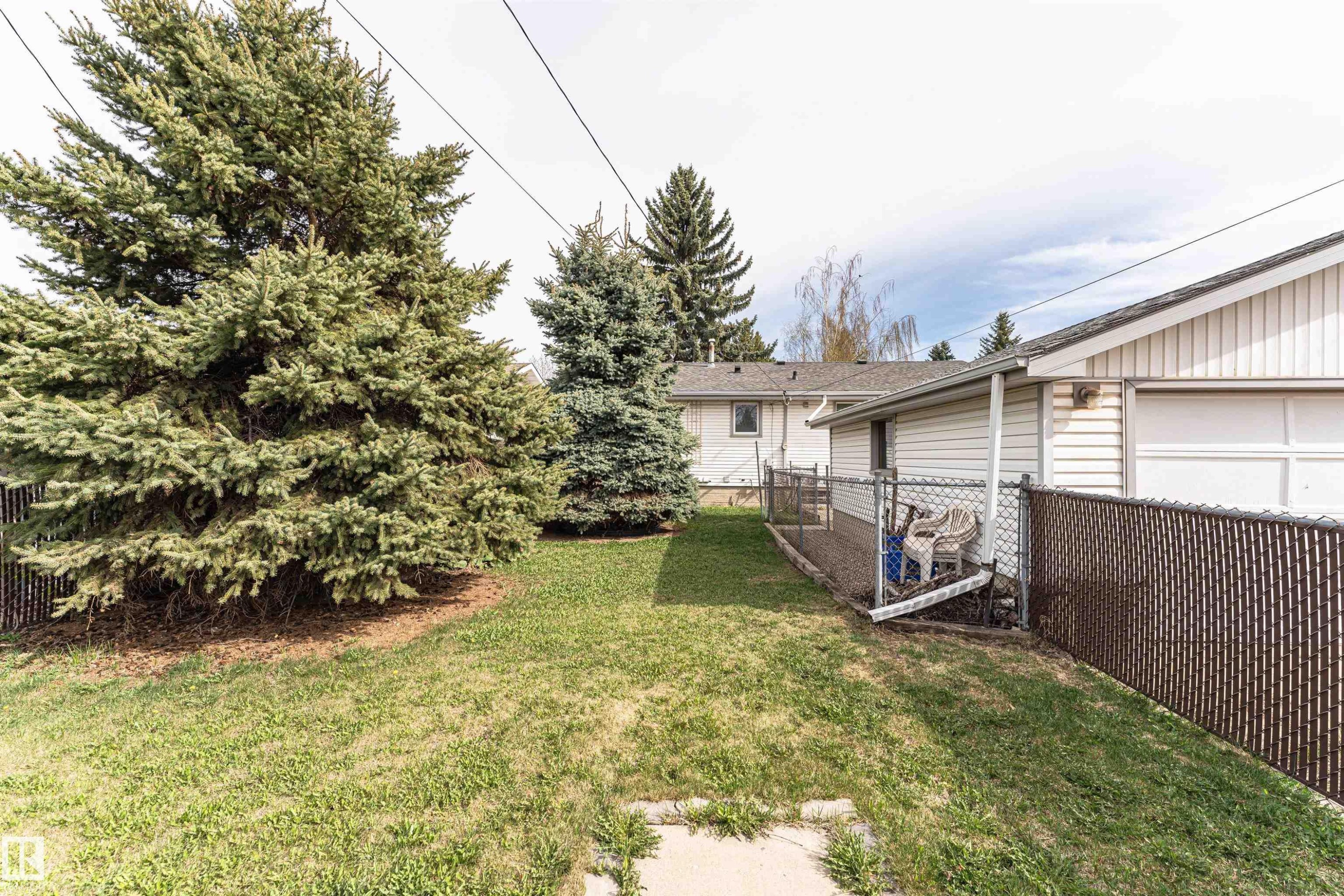 Expansive backyard with a manicured lawn, mature evergreen trees, and a privacy chain-link fence - 11423 50 Avenue, Edmonton, AB - Outdoor