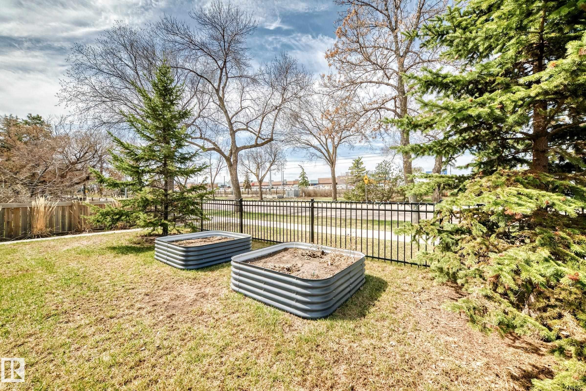 Landscaped yard featuring two raised garden beds, mature evergreen trees, and a black metal fence - 10519 114 Avenue, Edmonton, AB - Outdoor