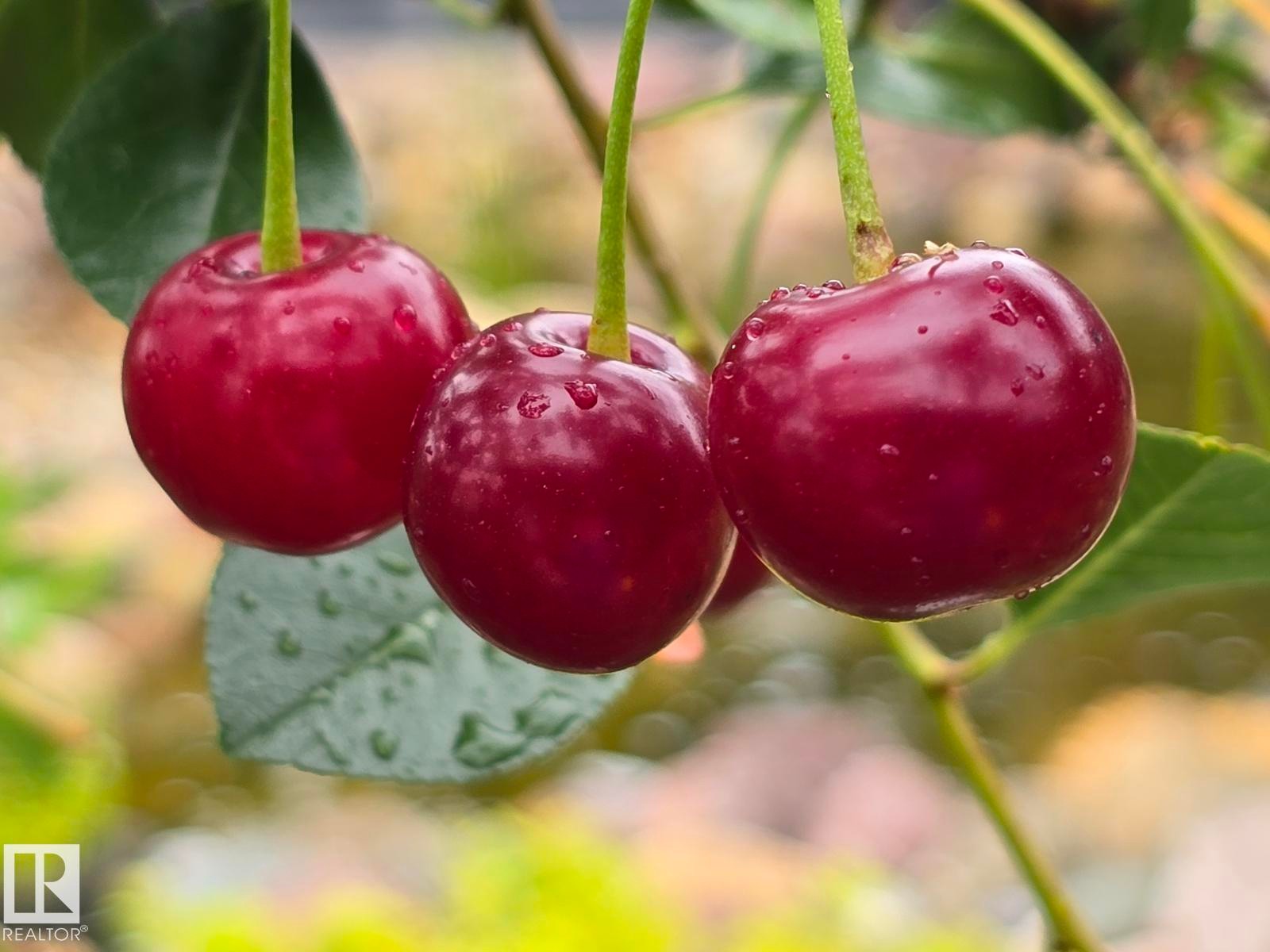 Cherry Tree cherries last summer - 9828 169 Street, Edmonton, AB