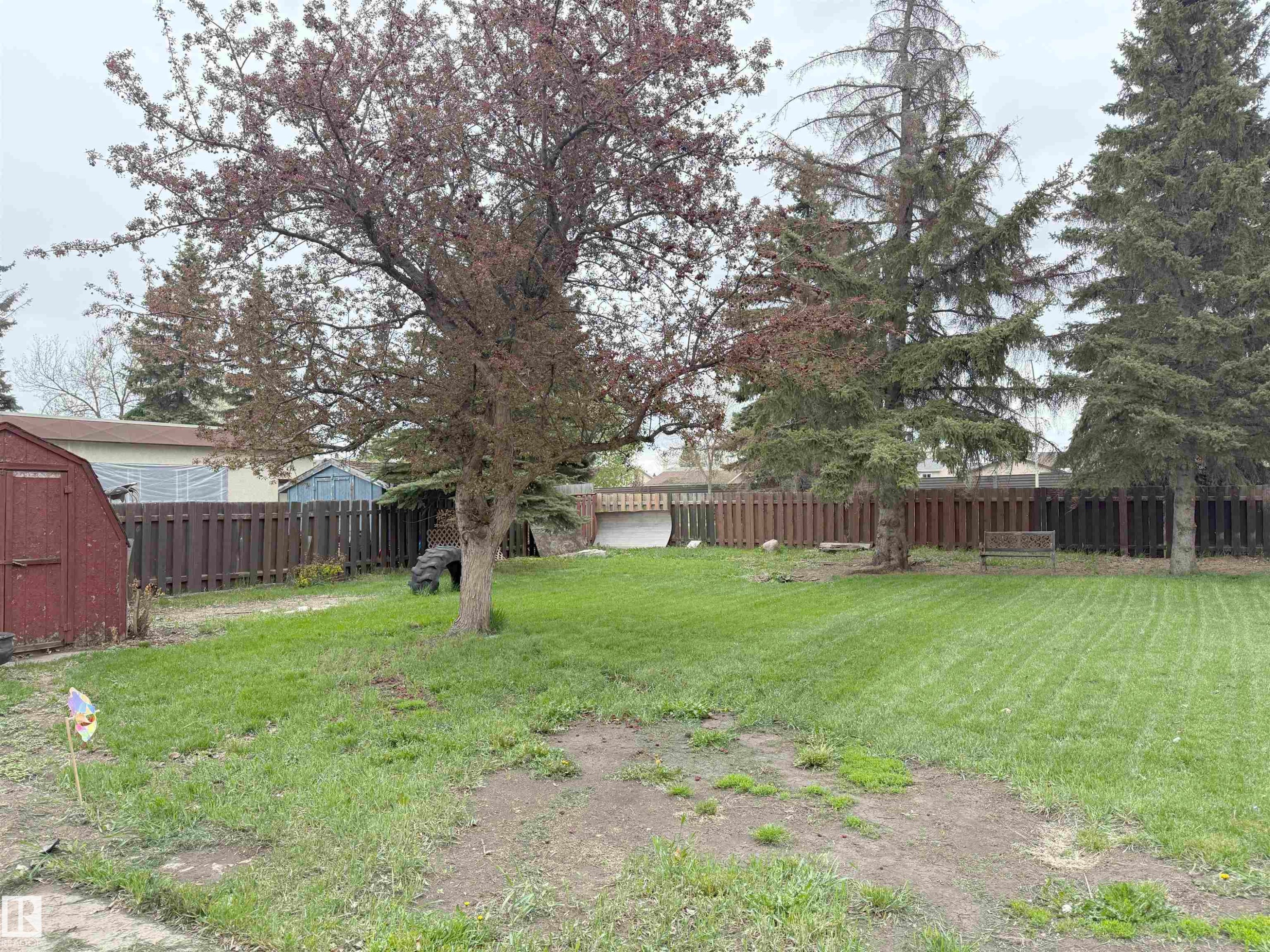 Spacious backyard featuring a large tree with red foliage, mature evergreen trees, a private wood fence, and an outdoor storage shed - 1731 51 Street, Edmonton, AB - Outdoor With Backyard