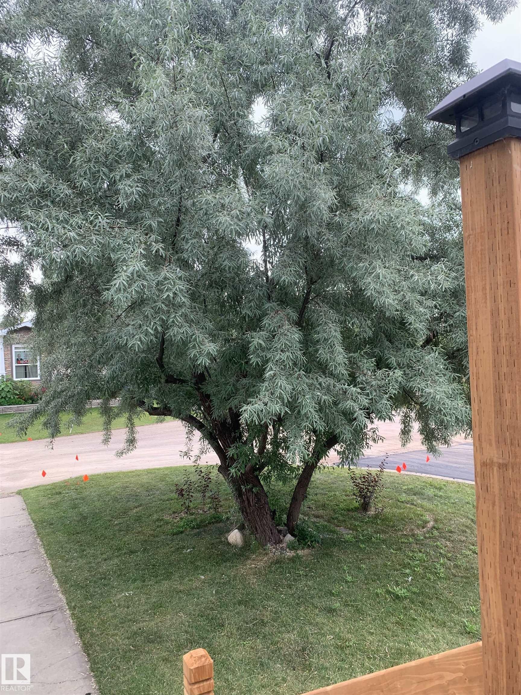 Mature tree with abundant foliage, offering natural shade - 1529 Range Road 272 Rural Parkland County, Alberta, Rural Parkland County, AB - Outdoor