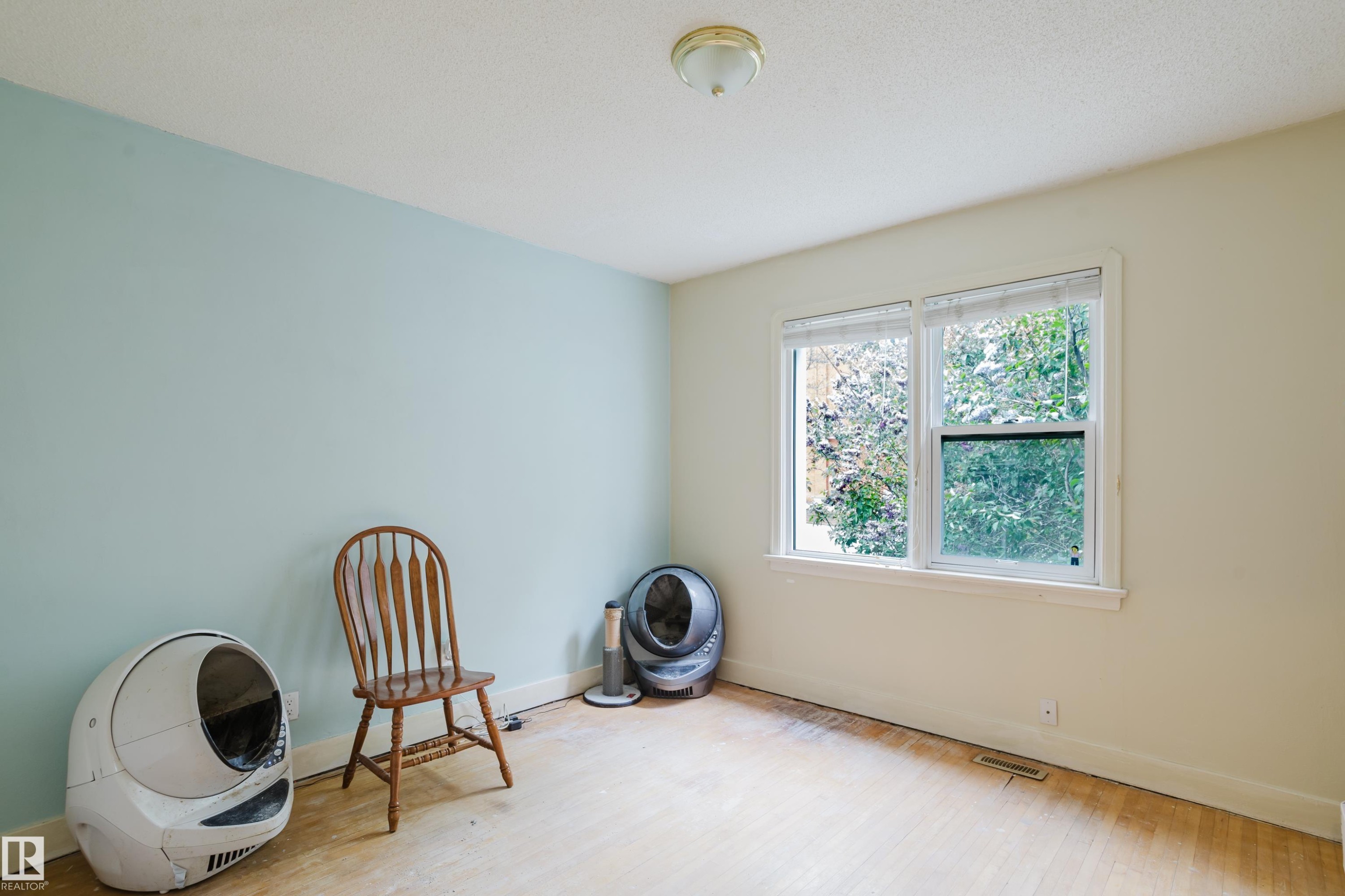 Room with light blue and off-white painted walls, featuring a double window with white trim, a ceiling-mounted light fixture, and wood-finish flooring - 11158 65 Street, Edmonton, AB