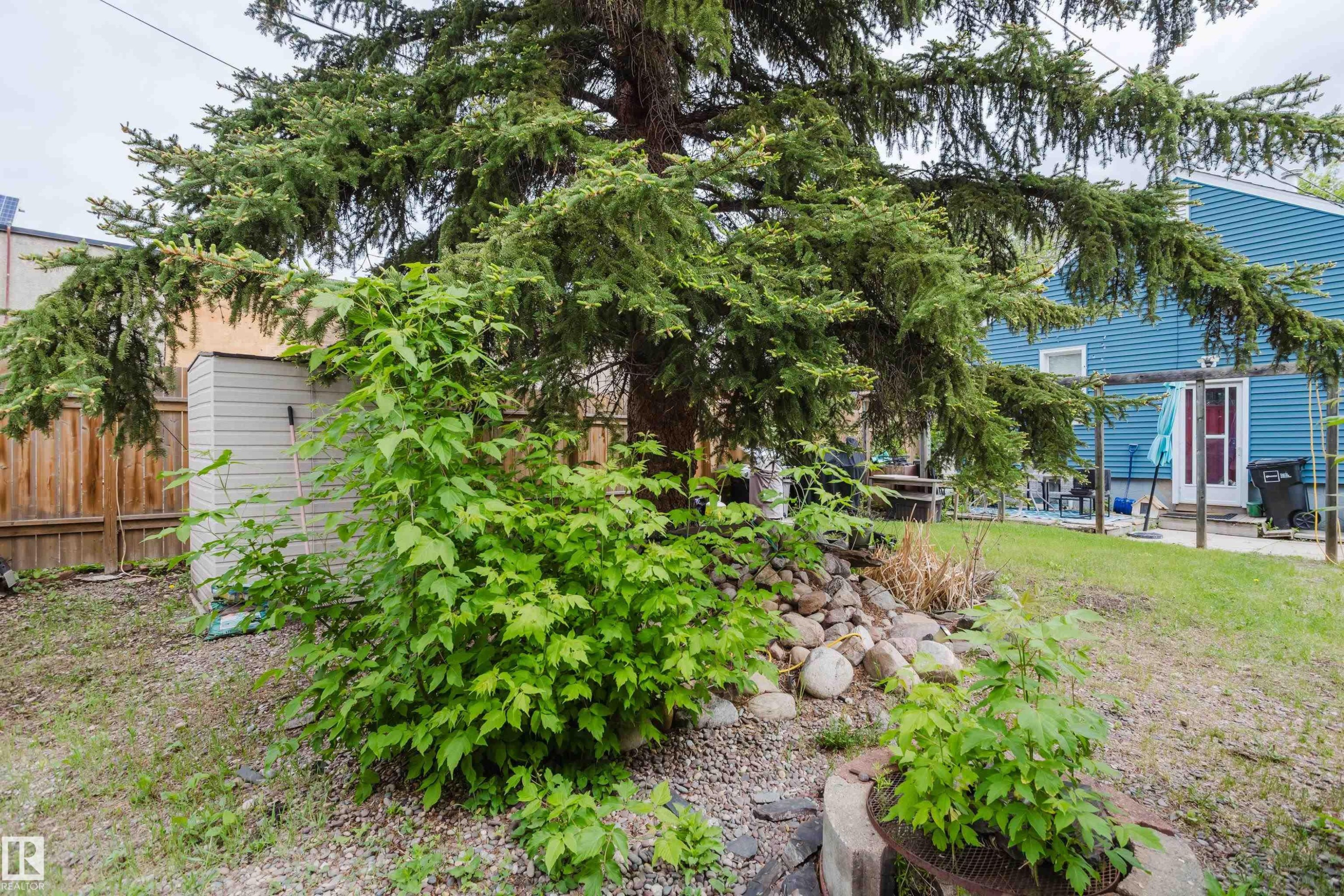 Expansive backyard featuring a large evergreen tree, a rock garden element, a fire pit, and a storage shed - 11158 65 Street, Edmonton, AB