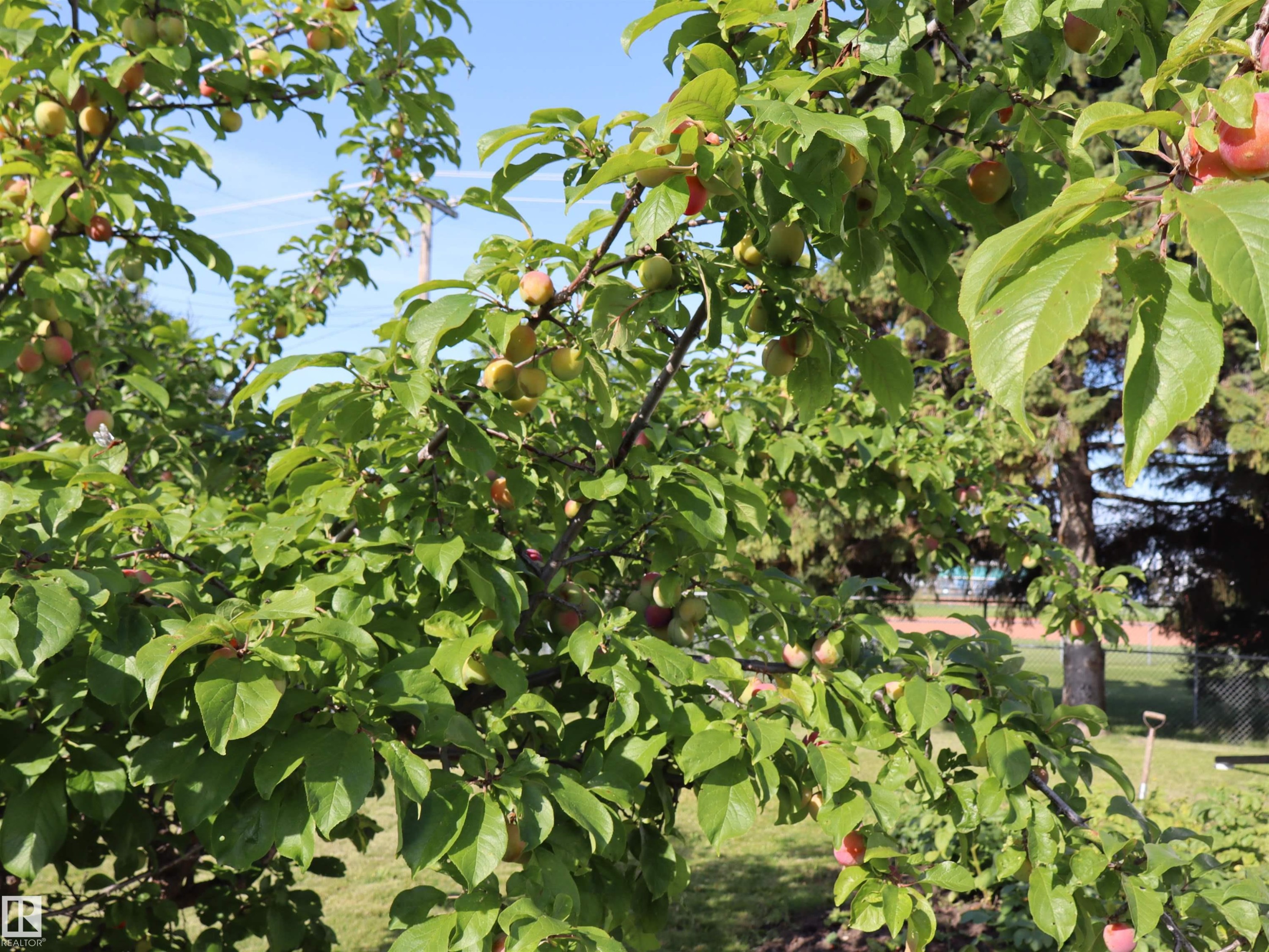 Mature fruit tree with abundant foliage and developing fruit - 5530 46 Street, Barrhead, AB - Outdoor