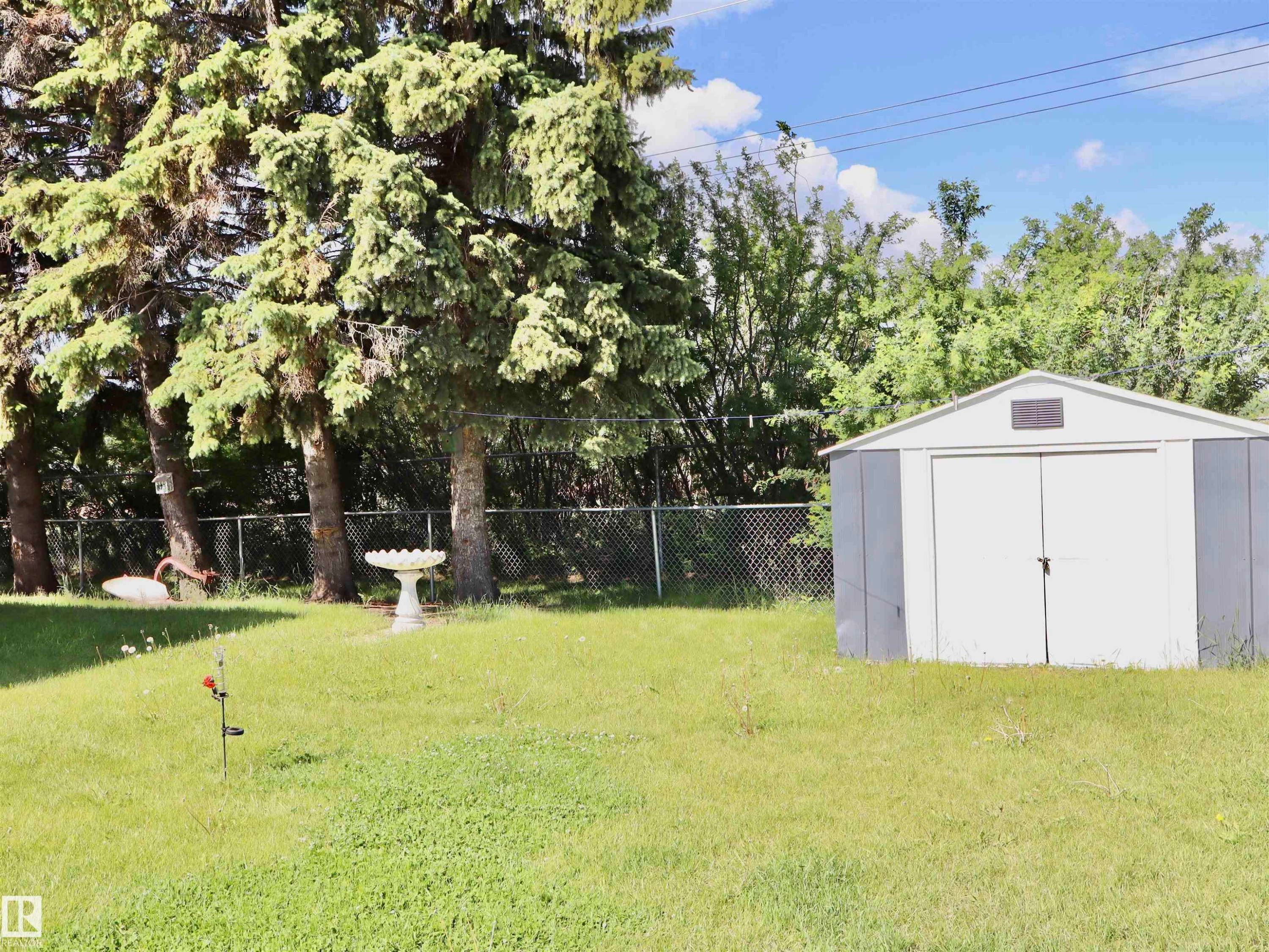Expansive backyard featuring a manicured lawn, chain-link fencing, mature evergreen trees, and a storage shed with double doors - 5530 46 Street, Barrhead, AB