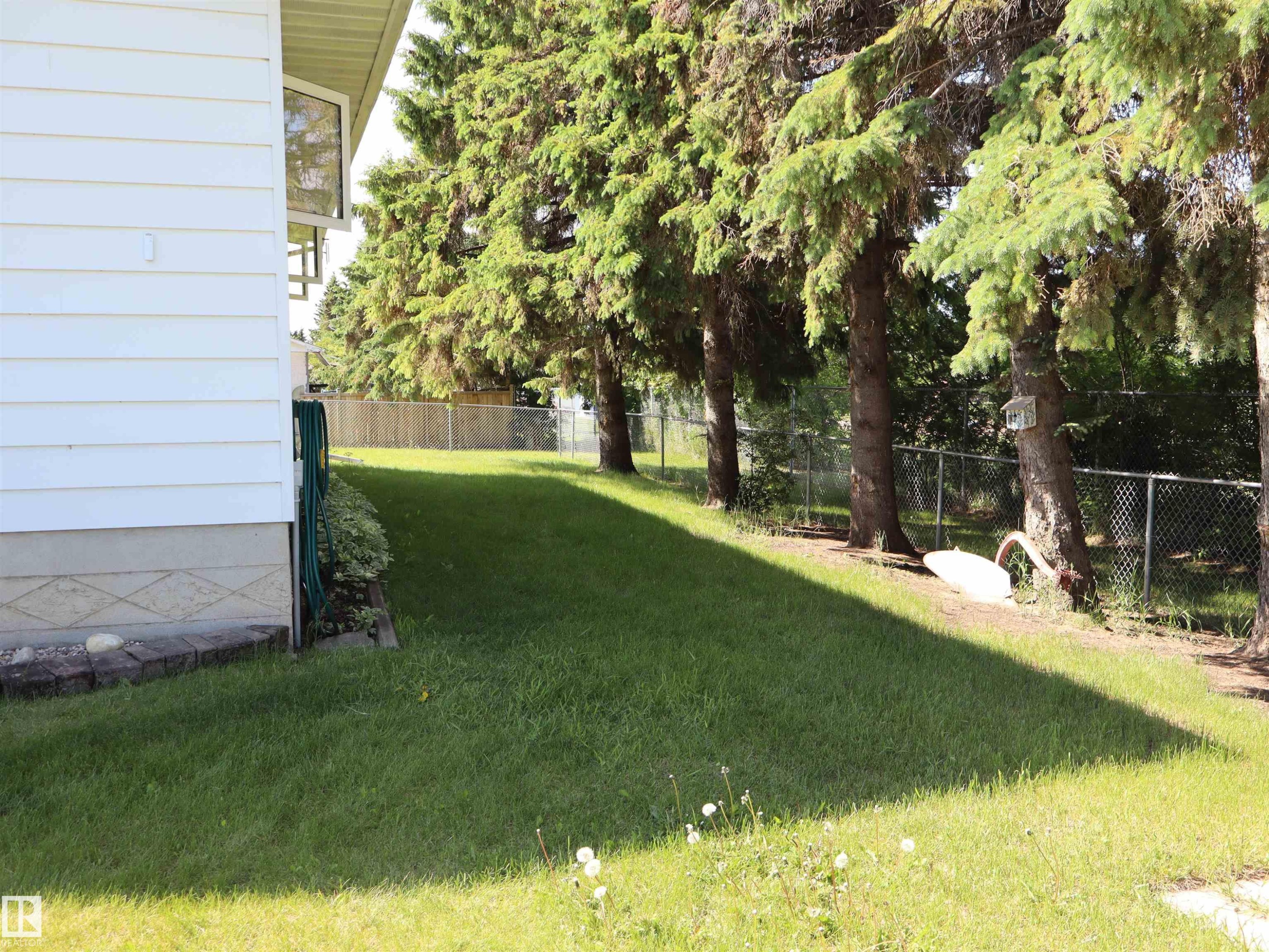 Expansive grassy yard featuring mature evergreen trees and a chain-link fence - 5530 46 Street, Barrhead, AB