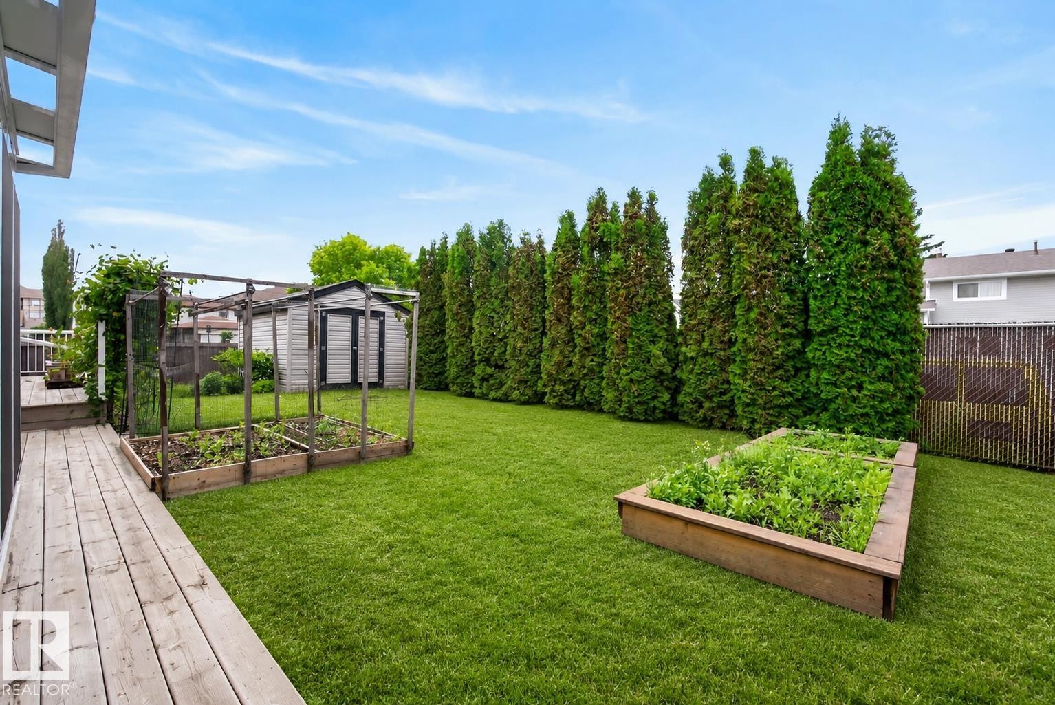 Expansive green lawn featuring a wooden deck, a row of mature evergreen trees, and two raised garden beds - 2712 104 Street, Edmonton, AB