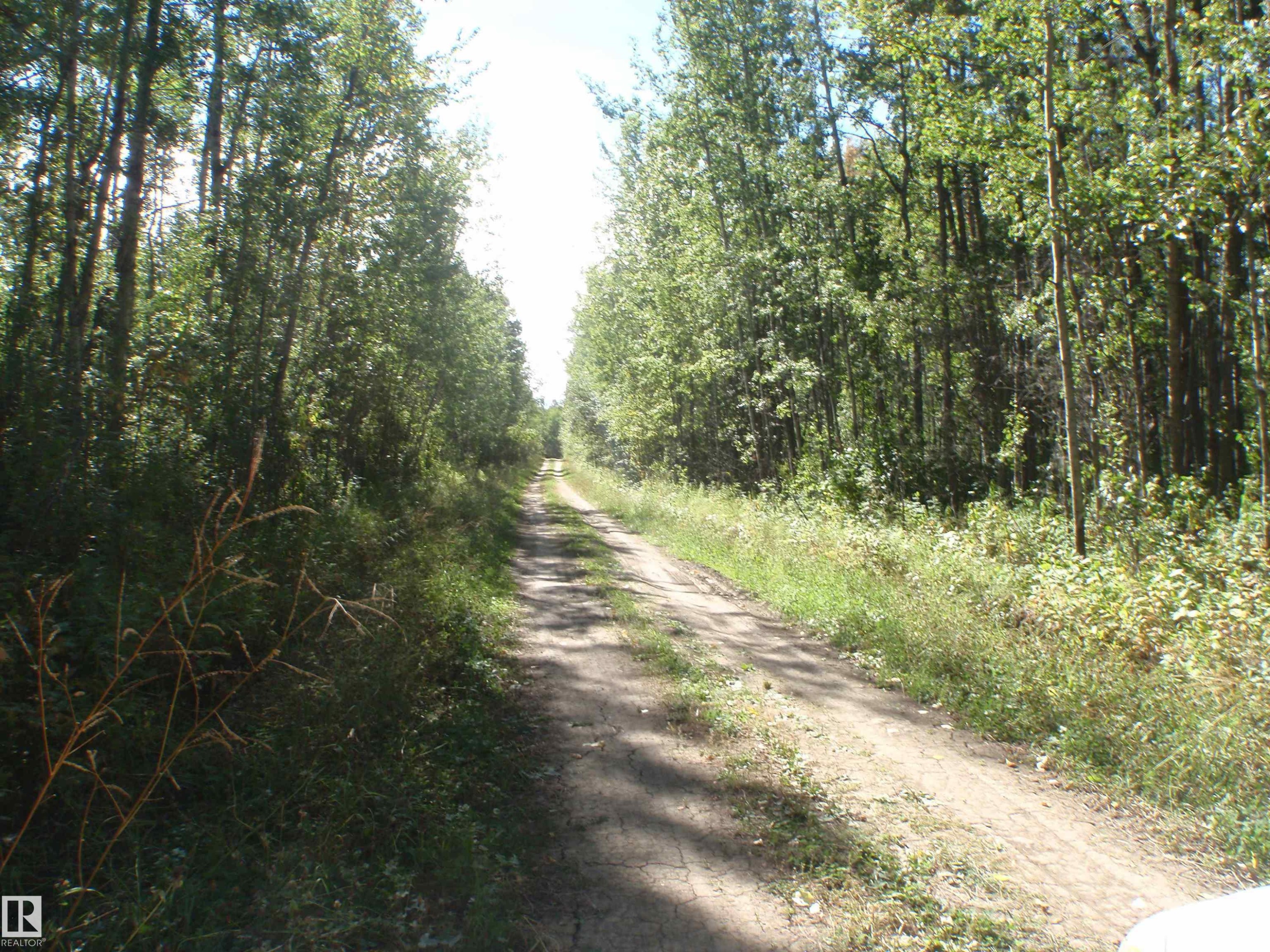 Wooded property featuring a natural dirt path, bordered by mature deciduous trees and abundant ground foliage - Rge Rd 62, Rural Barrhead County, AB