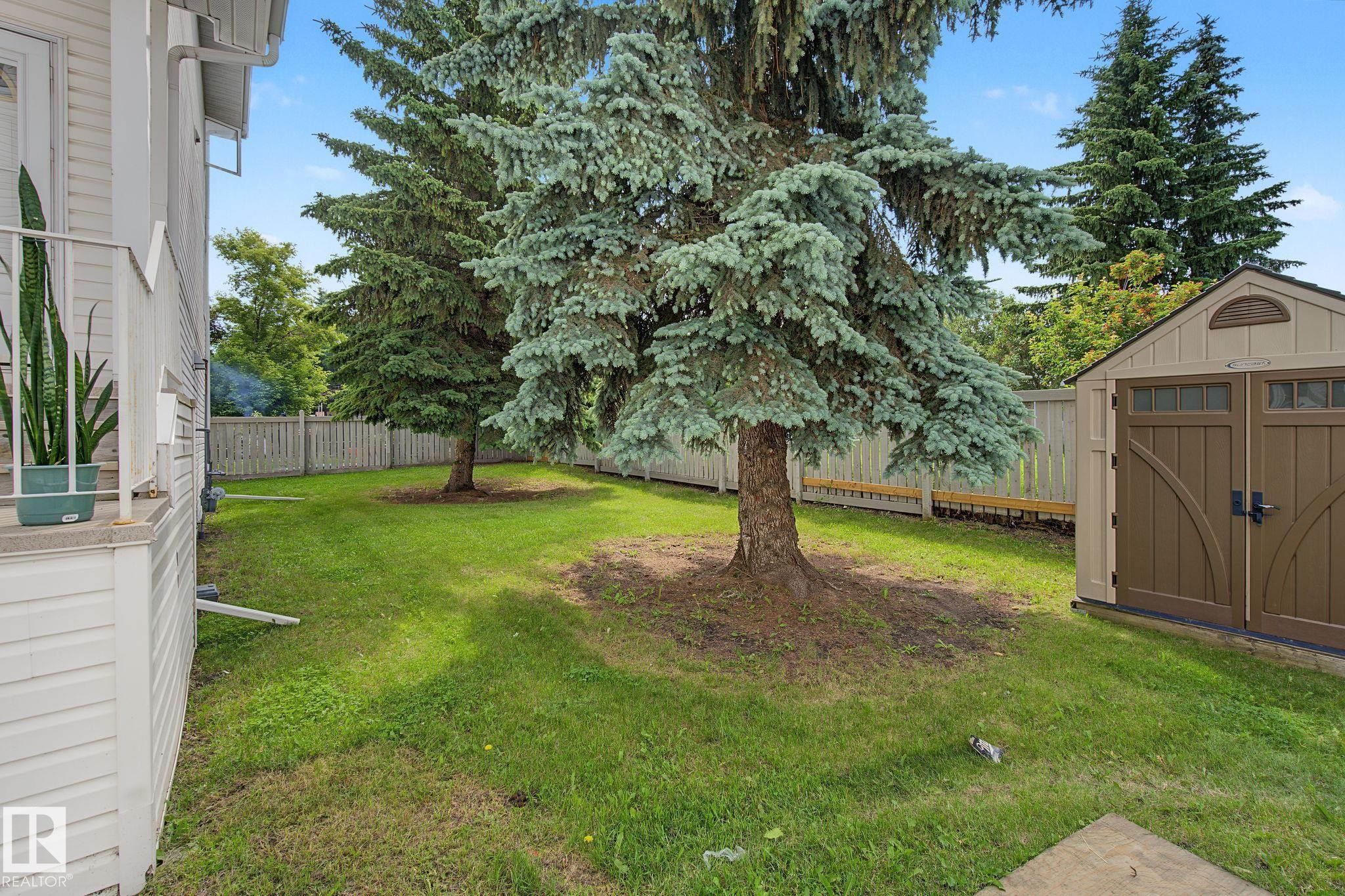 Expansive backyard featuring mature evergreen trees, a manicured lawn, and a light-colored wood privacy fence - 4259 29 Avenue, Edmonton, AB