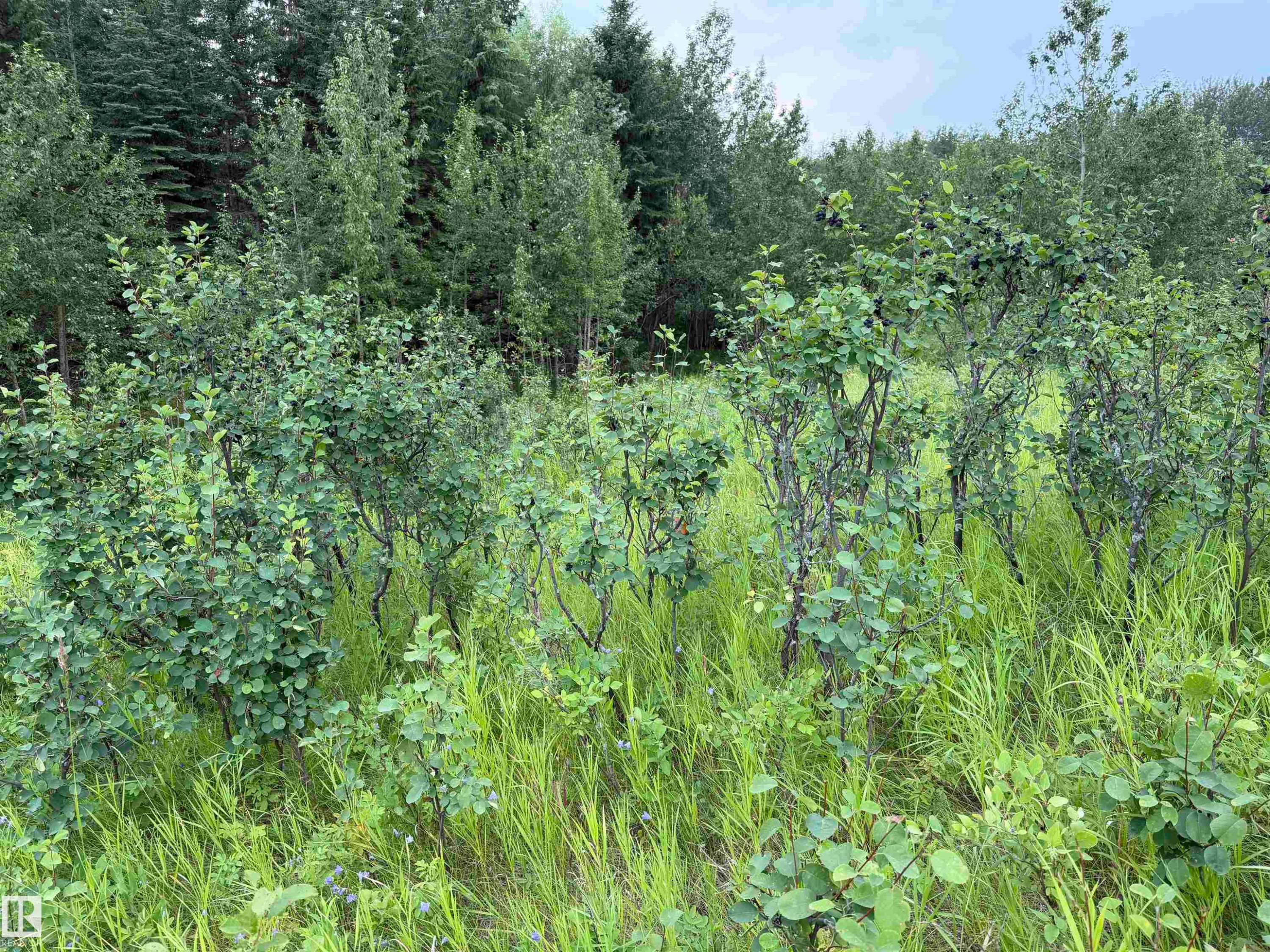 54046 Rge Road 213, Rural Strathcona County, AB - Outdoor