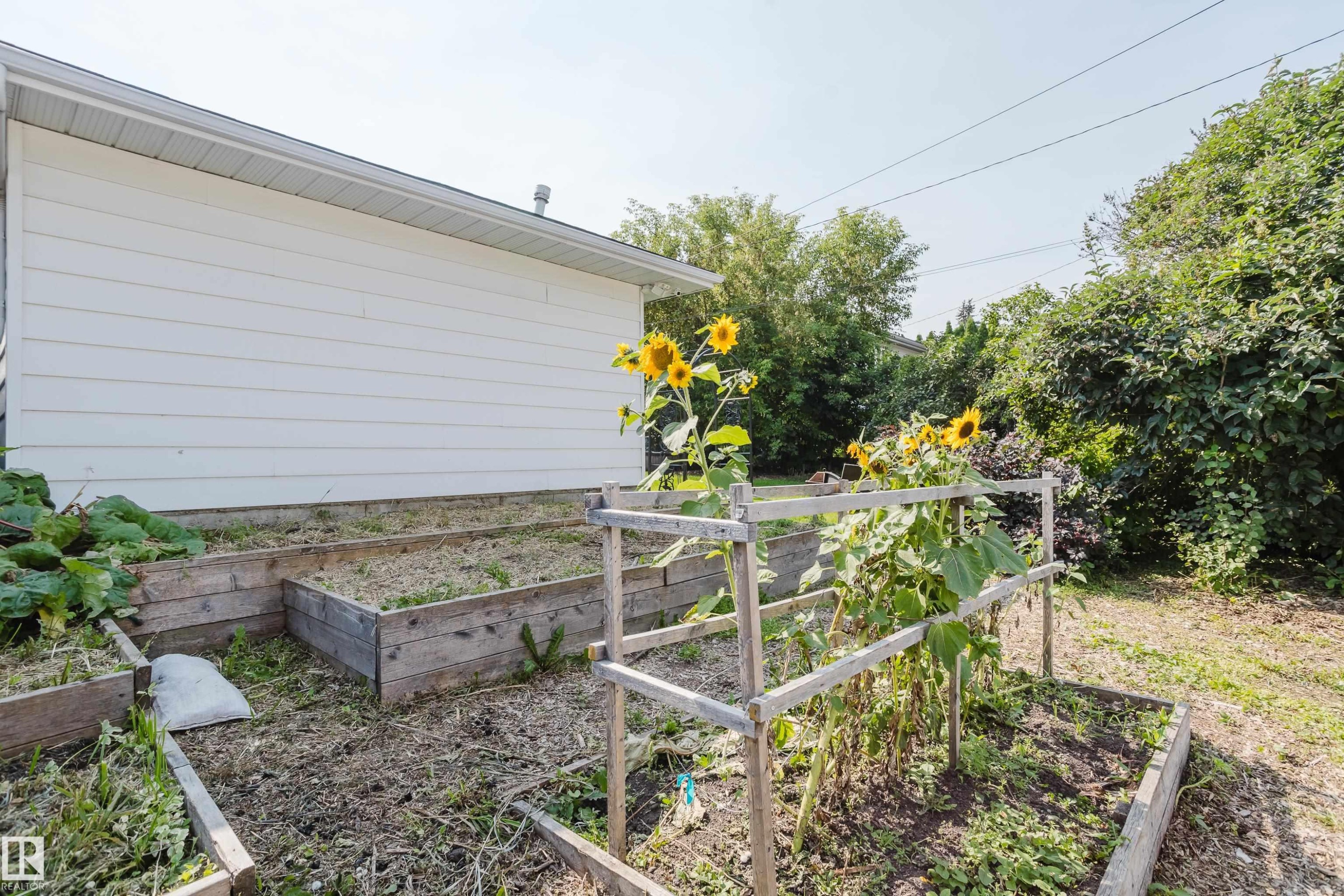 Raised garden beds with timber borders, expansive green foliage, and white siding - 4708 106 Avenue Nw, Edmonton, AB