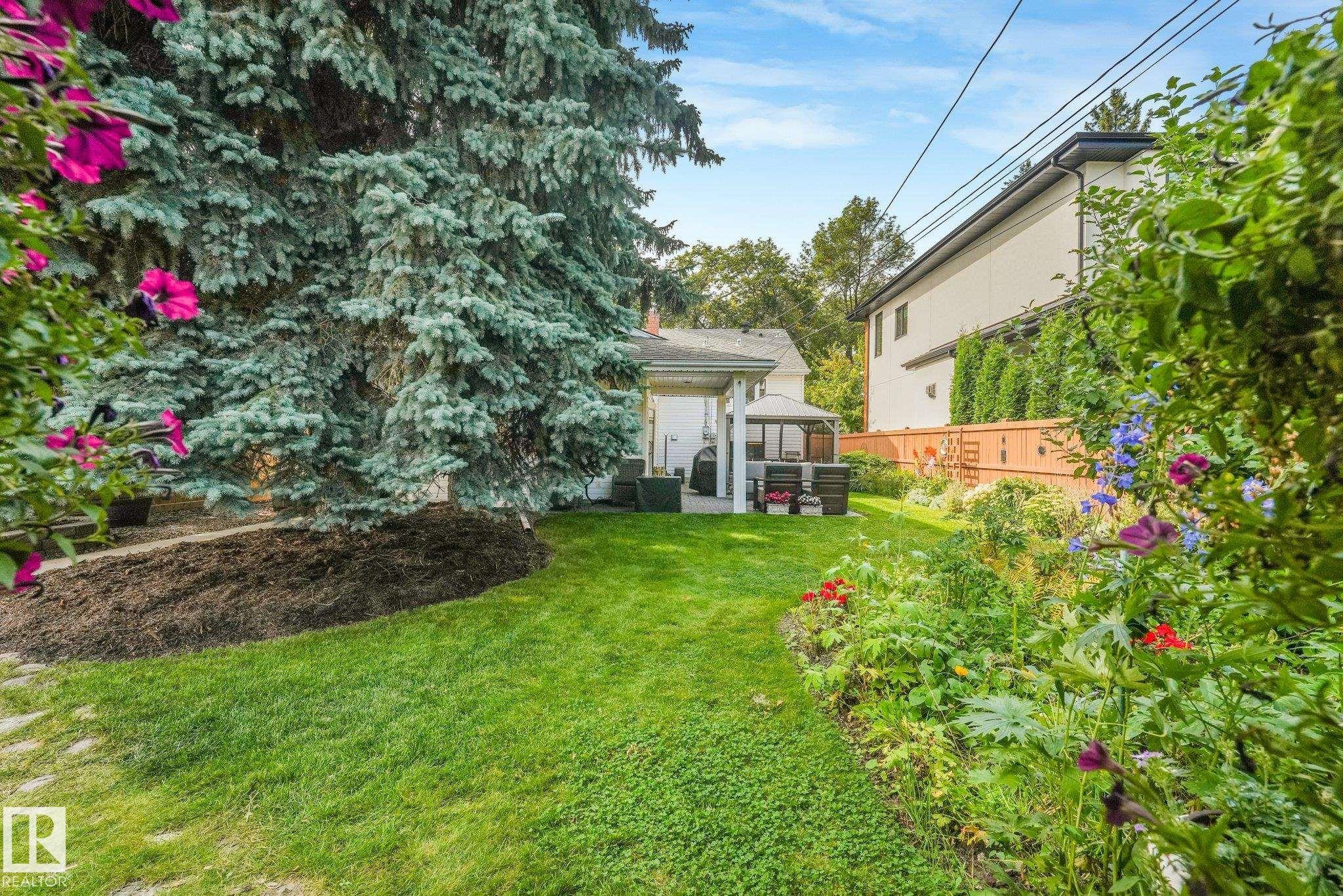 Expansive green lawn with mature evergreen trees, a covered patio area, and a wood privacy fence - 10531 137 Street Nw, Edmonton, AB