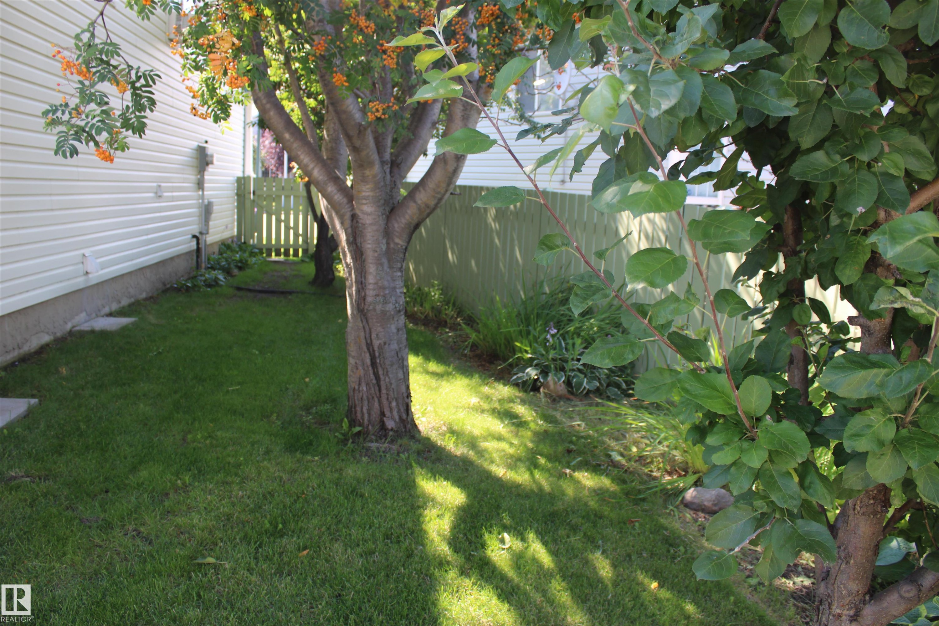 Lawn area featuring mature trees and a privacy fence - 15031 135 Street Nw, Edmonton, AB