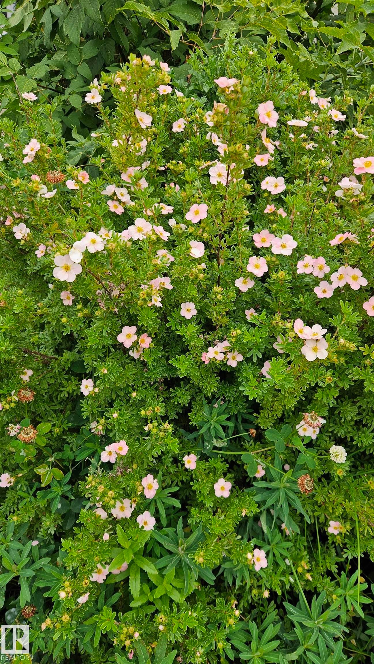 The garden is full of flowers and trees and a patch ready for vegetables. - 13439 114 Street Nw, Edmonton, AB