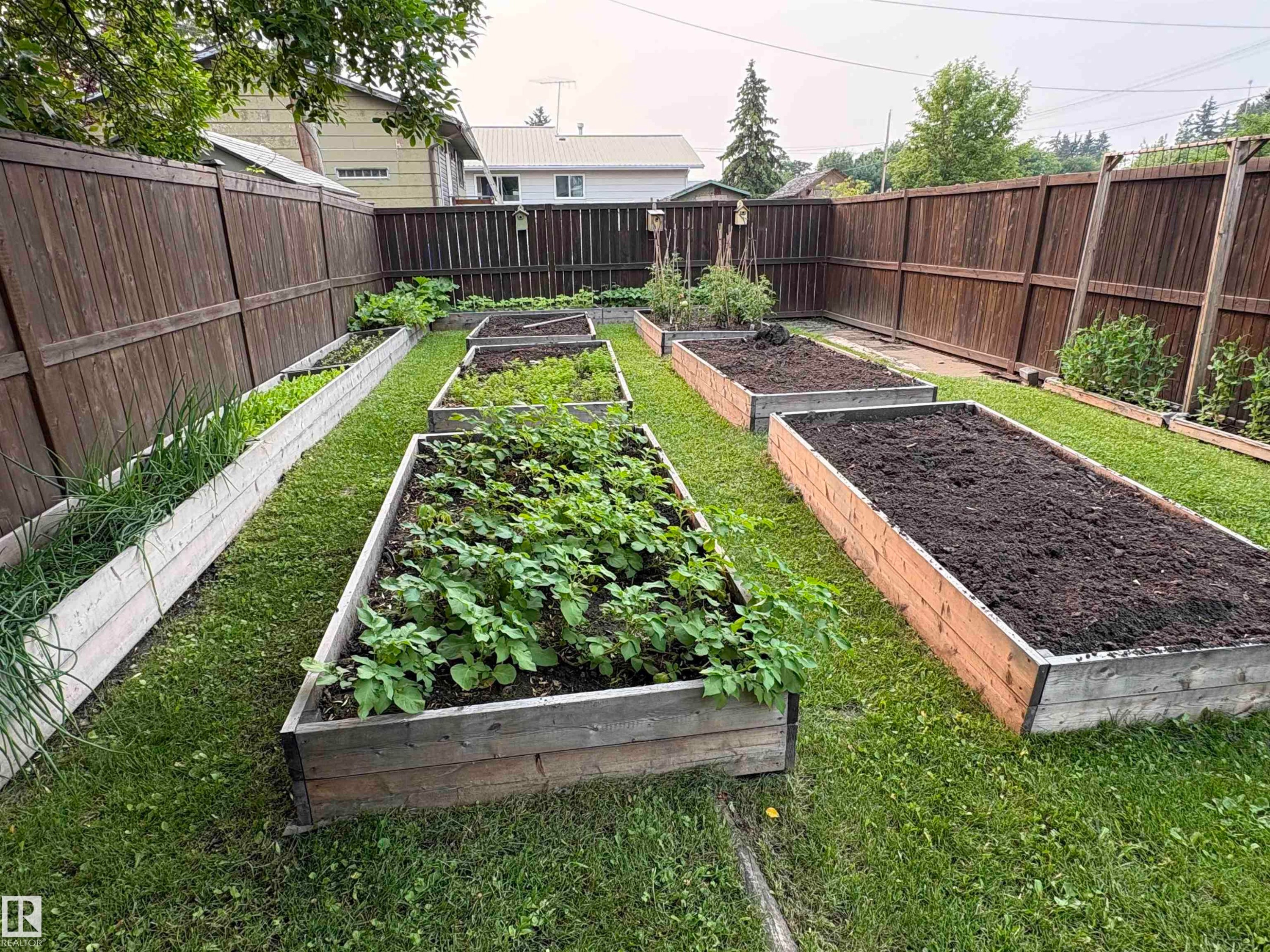 Backyard garden featuring multiple raised planter beds, a manicured lawn, and a perimeter privacy fence - 5308 50 St, Ryley, AB