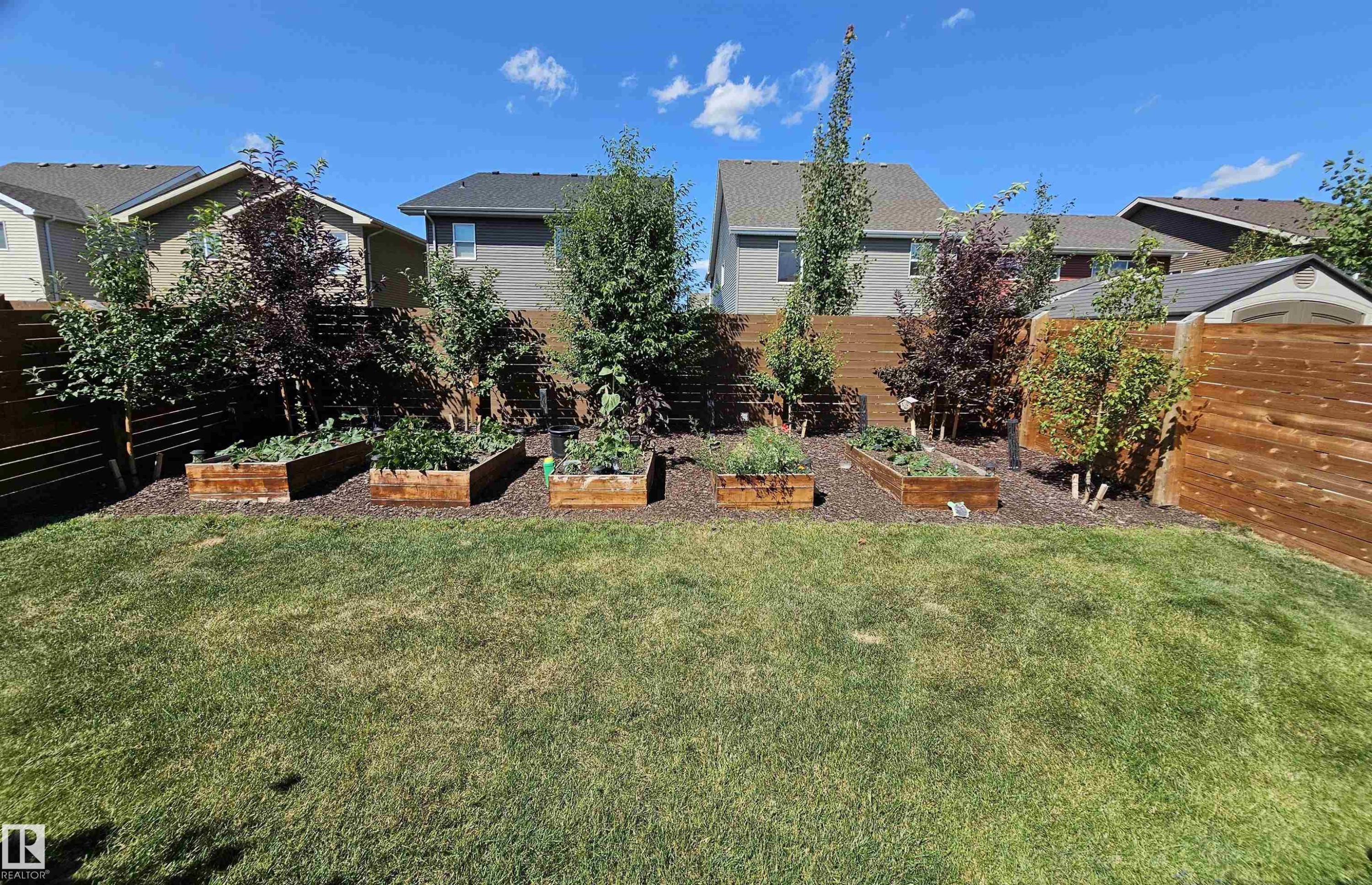 Expansive lawn area with a perimeter wood fence, multiple raised garden beds, and various planted trees - 40 Jamison Crescent, St. Albert, AB