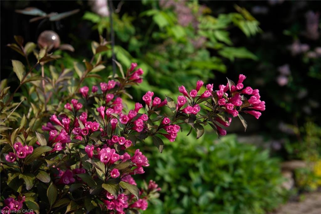 2338 Norland Drive, Burlington, ON - Outdoor