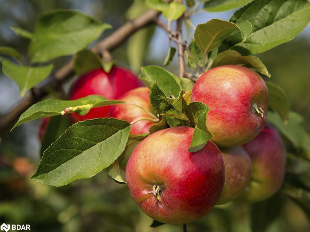 Lt 222 Friesian Court, Oro-Medonte, ON -