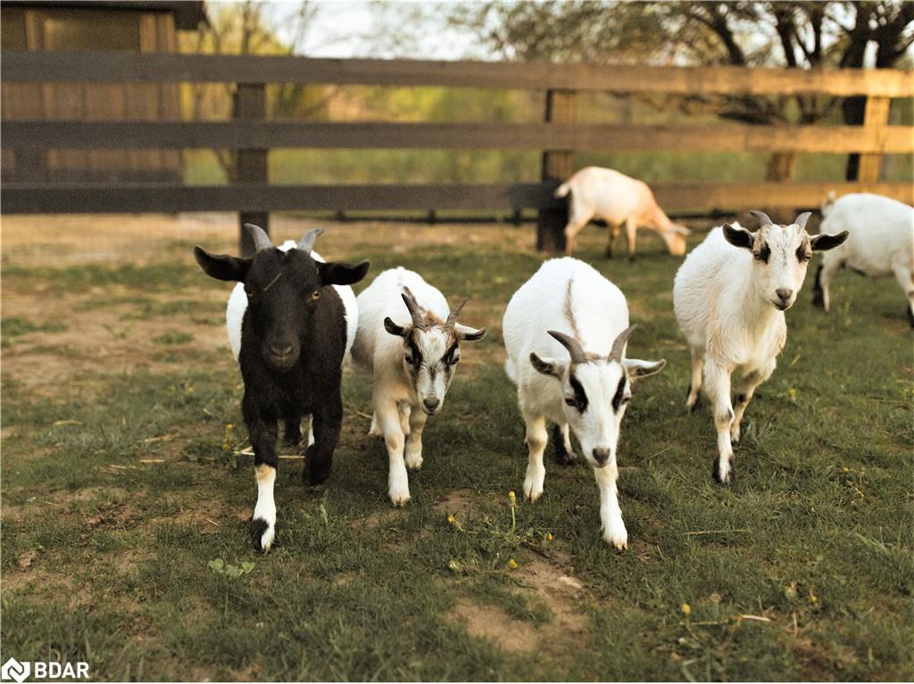 Lt 38 Friesian Court, Oro-Medonte, ON - Outdoor