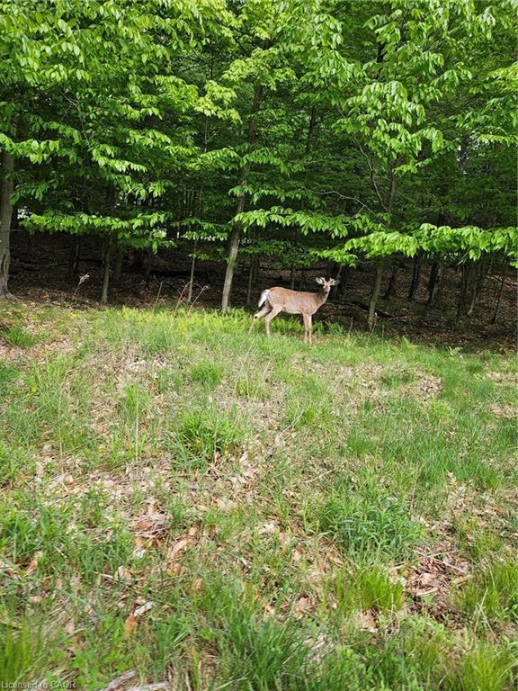 0 Echo Bay Road, Dwight, ON