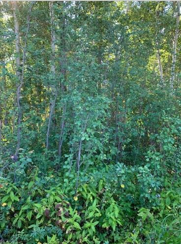 9815 99 Ave, Lac La Biche, AB