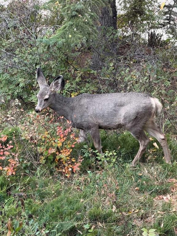 49 Pamely Avenue, Red Deer, AB - Outdoor