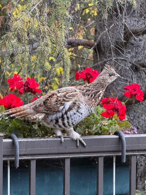 49 Pamely Avenue, Red Deer, AB - Outdoor