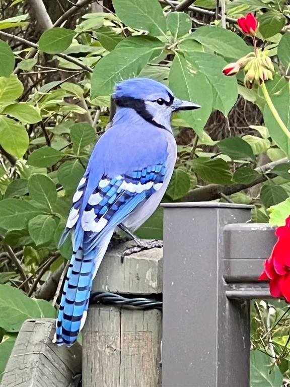 49 Pamely Avenue, Red Deer, AB - Outdoor