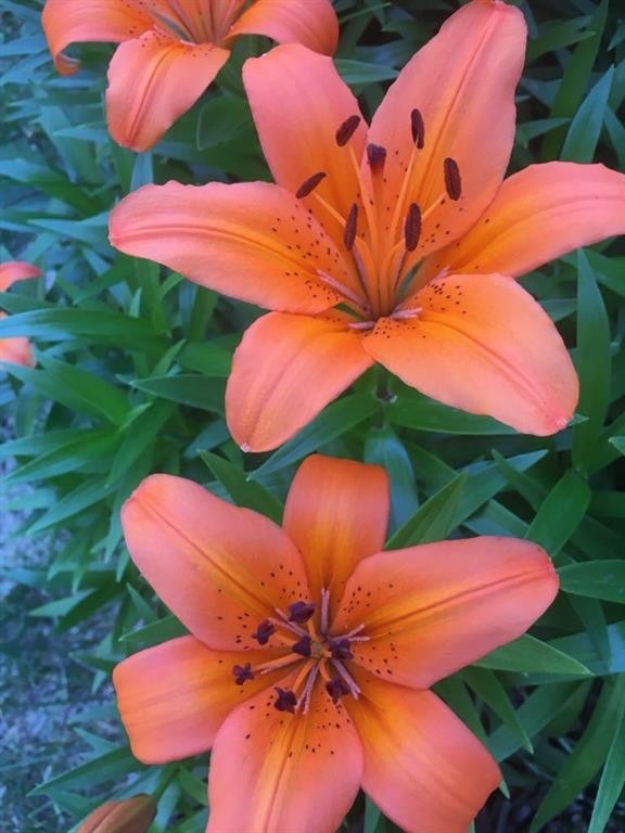 5013 49 A Street, Sedgewick, AB -