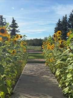 19252 462 Township, Rural Camrose County, AB - Outdoor With View