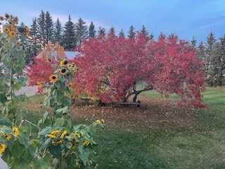 19252 462 Township, Rural Camrose County, AB - Outdoor With View