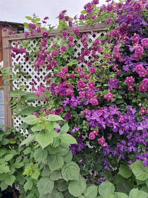 4741 49A Avenue, Lacombe, AB - Outdoor