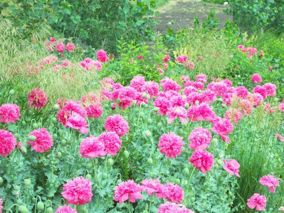 340 4Th Street North, Mountain View, AB