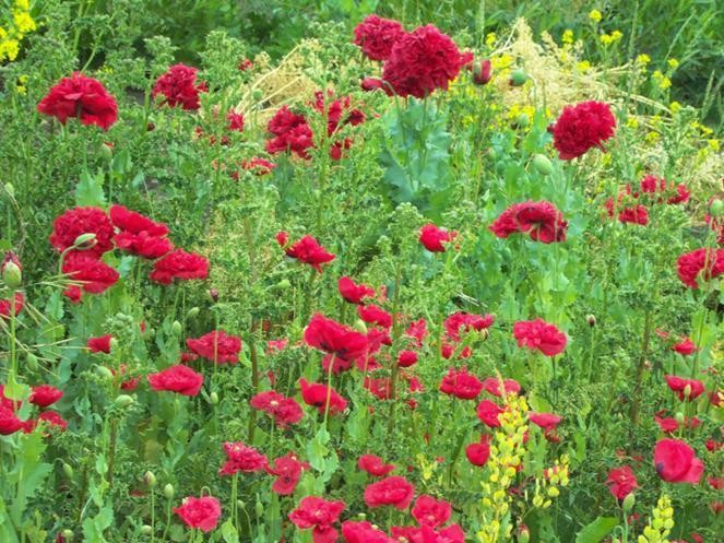 340 4Th Street North, Mountain View, AB