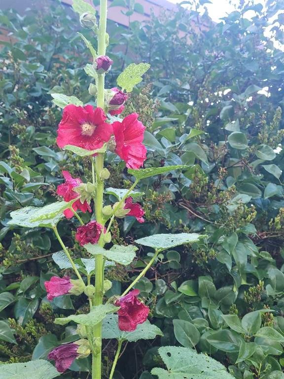 5404 5Th Street West, Claresholm, AB