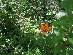 Lot #11 Wapiti River Sw-21-69-10-W6, Rural Grande Prairie No. 1, County Of, AB