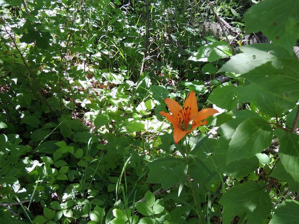 Lot 33-Wapiti River Sw-21-69-10-W6, Rural Grande Prairie No. 1, County Of, AB