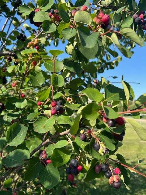 18142 Township Road 1102, Rural Mackenzie County, AB - Outdoor With View