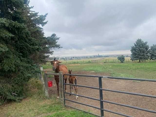 11522 Eagle Butte Road, Rural Cypress County, AB - Outdoor With View