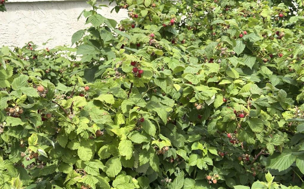 906 10 Avenue, Wainwright, AB - Outdoor