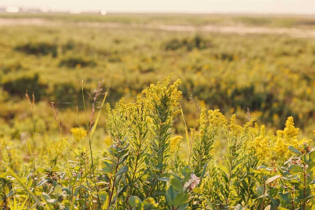 Parcel 8 Range Road 271 Just South Of Highway 9., Rural Rocky View County, AB