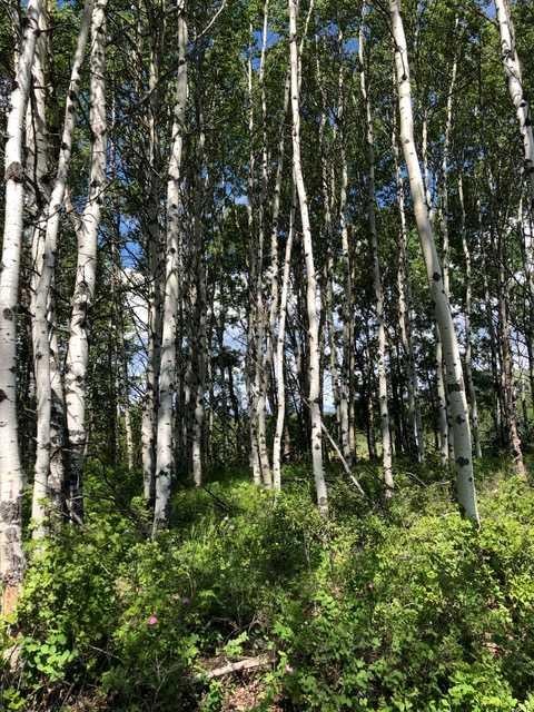 Range Rd 55 - Forestry Trunk Rd (Se 30-26-5-5), Rural Rocky View County, AB