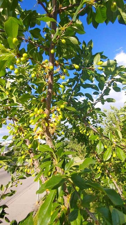 623 75 Avenue Sw, Calgary, AB - Outdoor With View